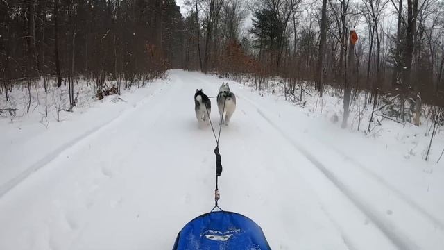 Dog Sledding Adventure | Mushing with a Husky Puppy смотреть онлайн