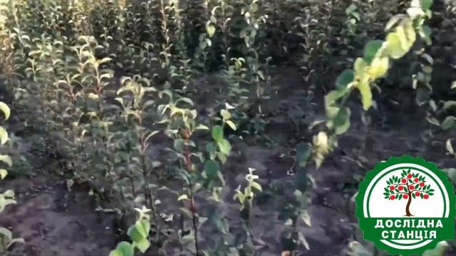 Саджанці Груш смотреть онлайн