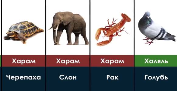 Харам и Халялны животное