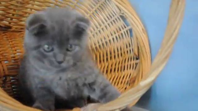 Скоттиш фолд кошечка окрас голубой Вейси смотреть онлайн