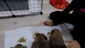 Щенкам шпица месяц. Первый прикорм