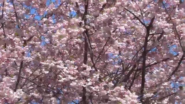 Музыка для души | Снятие тревоги, медитация, массаж, йога, снятие стресса, очищение мыслей. 1 час смотреть онлайн