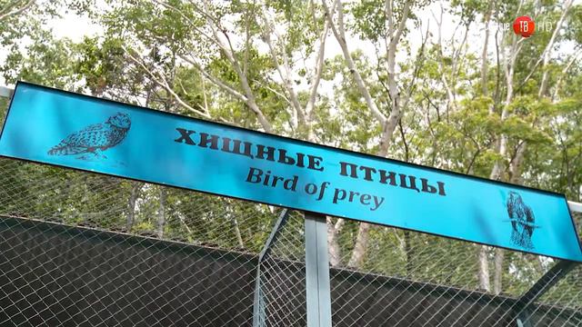 28.06.2016 Первый подвид рыбного филина окольцован смотреть онлайн