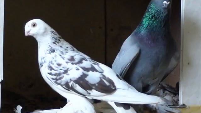 Моздокские голуби.wmv смотреть онлайн