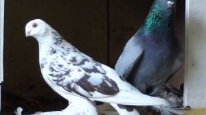 Моздокские голуби.wmv