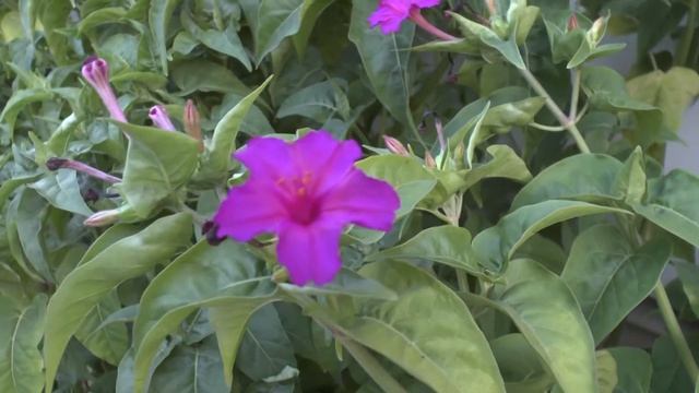 Mirabilis jalapa - grow and care (Marvel of Peru) смотреть онлайн