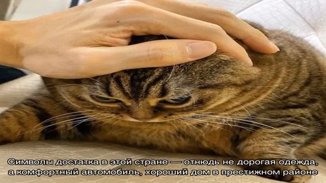 Утюг ни к чему! Почему американцы не гладят вещи и ходят помятыми? смотреть онлайн