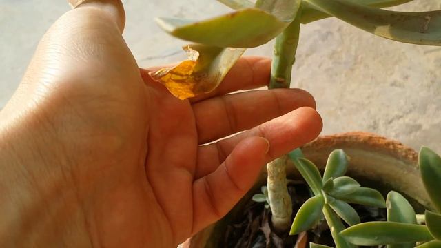 Succulent Acheveria/Echeveria Care and Propagation(Hindi/Urdu) смотреть онлайн