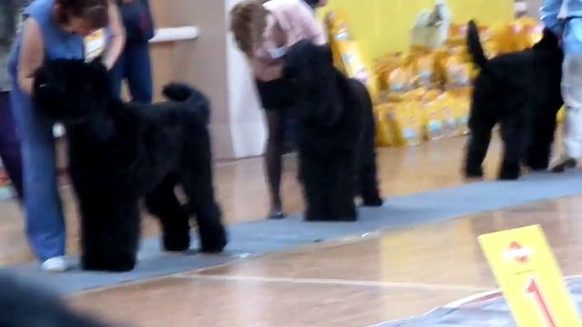 С Лукоморья Красота Червонный Туз, сравнение на ЛК смотреть онлайн