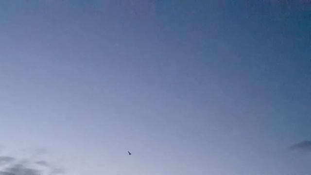 Сипуха на охоте, Barn Owl hunting #shorts смотреть онлайн
