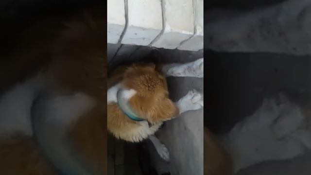 Собака ест своих щенков смотреть онлайн