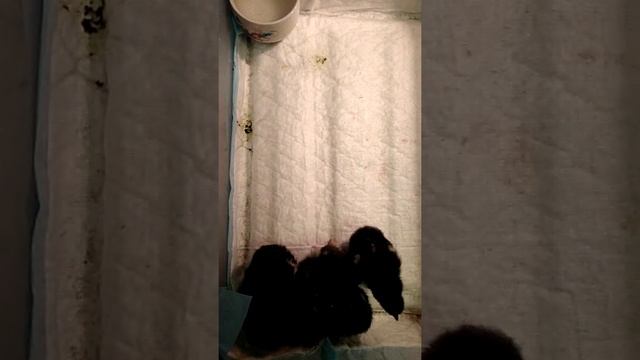 Рождение в инкубаторе цыплят Черный московская и Лакеданзи смотреть онлайн