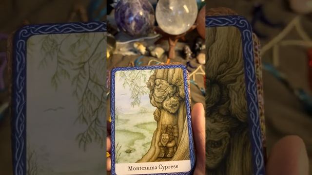 The wisdom of trees oracle by Jane Struthers смотреть онлайн