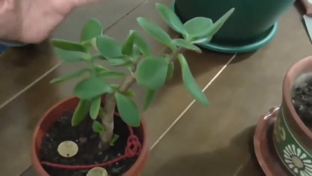 Денежное дерево Как формировать крону толстянки ч 6 смотреть онлайн