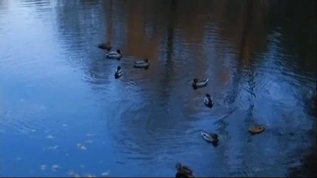 Canon XH A1S Video, RELAXING FALL EVENING AT THE PARK 720p смотреть онлайн