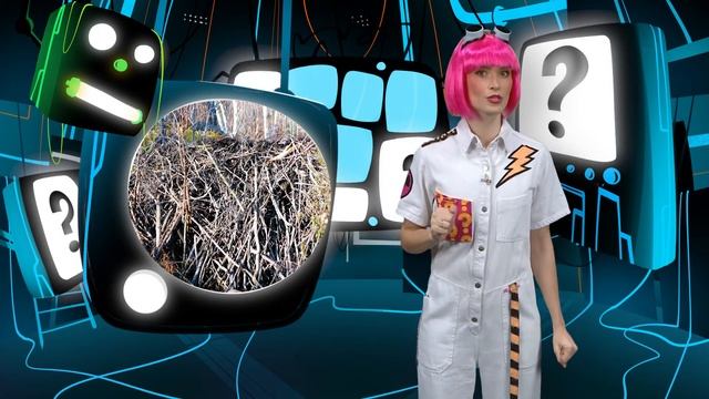 Рубрика "Большой вопрос". Почему бобры строят плотины? смотреть онлайн