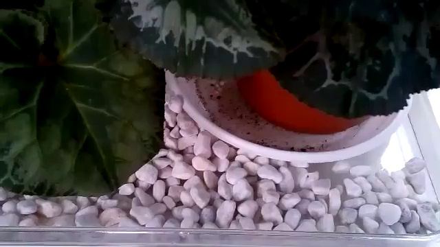 ЦИКЛАМЕН (Cyclamen) Помощь цикламенам в отопительный сезон .Температура содержания (часть 3) смотреть онлайн