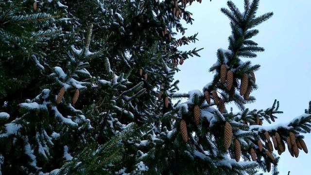 23 февраля- ДЕНЬ ПРОХОРА ЧУДОТВОРЦА.Запреты для мужчин.Советы женщинам.Народные приметы смотреть онлайн
