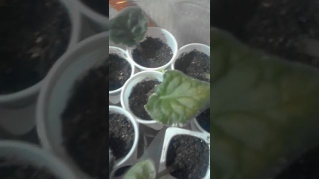 Фиалки. Тепличка смотреть онлайн