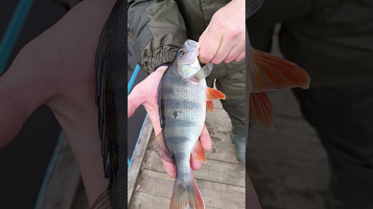 Рыбалка на спиннинг Поймали крупного окуня. #fishing #shortvideo #рыбалка#окунь смотреть онлайн