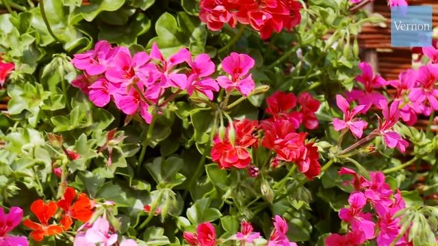 Vernon Geranium Nursery смотреть онлайн