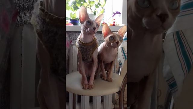 Канадские сфинксы весело наблюдают смотреть онлайн