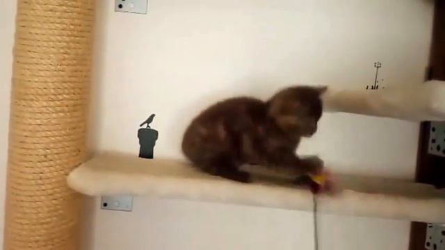 Британский шоколадный котенок Hilleri (Хиллэри). Задорная шоколадочка! смотреть онлайн