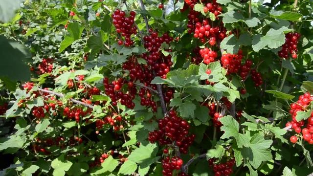 Маршал Папаев - сорт красной смородины смотреть онлайн
