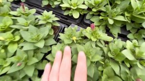 Цветочная рассада. Выращиваем на продажу