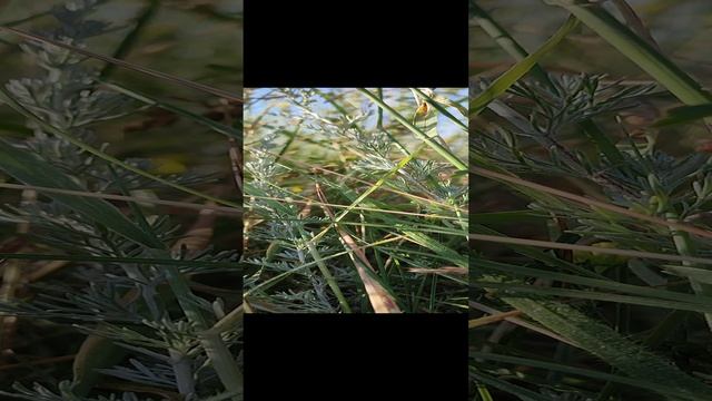 Травка зеленая