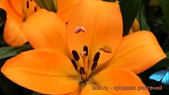 Лилия ла-гибрид Наварин (lilium la-hybrids navarin) ? обзор: как сажать, луковицы лилии Наварин смотреть онлайн