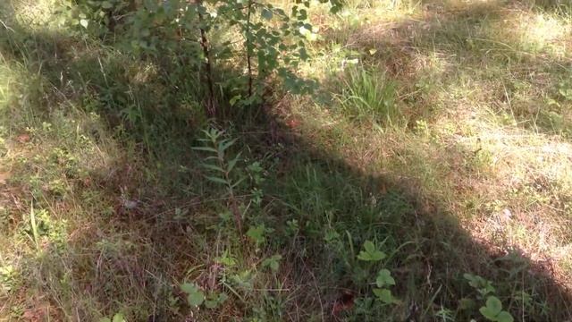 Утенок потерялся.((