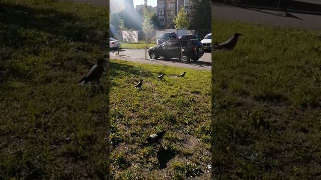 Ворона вырывает кусок из голубя \ Crow tears a chunk out of a pigeon смотреть онлайн