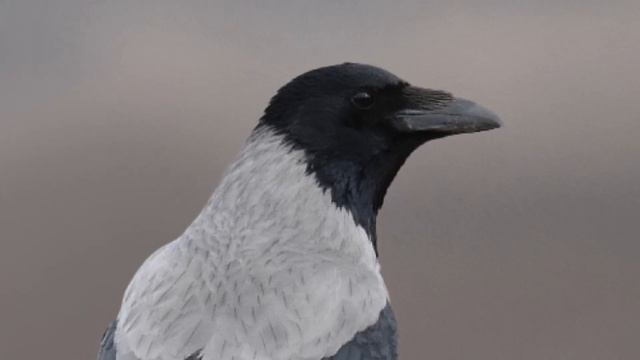 Серая ворона (лат. Corvus cornix) смотреть онлайн