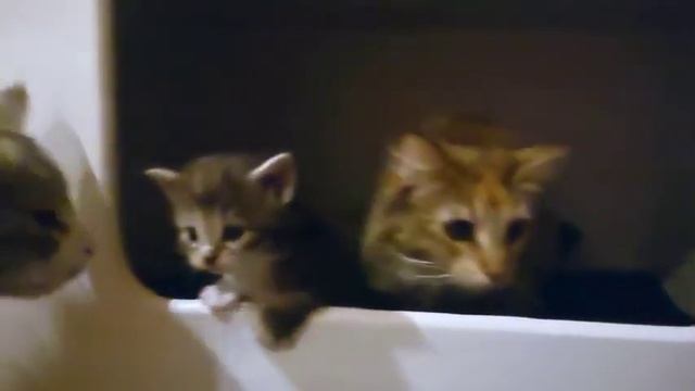 Мохнатый актер, у которого еще нет «Оскара» смотреть онлайн