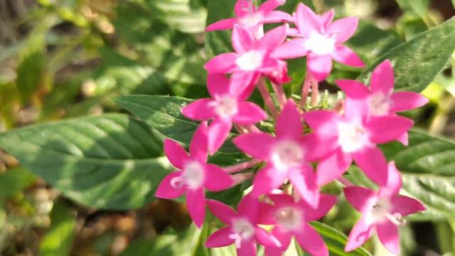 Lxora Mini Dwarf Pink/इक्जोरा Permanent Flower Plant Nursery