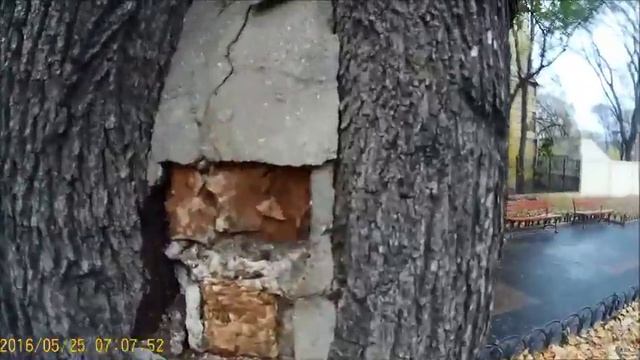 Утреняя зарядка Одесса Парк Осень Тамир Ваджариев смотреть онлайн