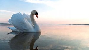 Валерий Ободзинский - "Белые крылья"