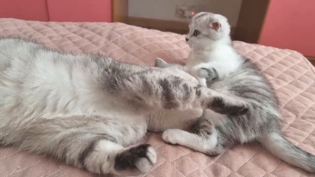 Ласковый папа кот моет своего милого и такого же ласкового сына котенка Марси смотреть онлайн