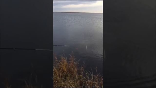 Ловля рыбы на сало Простая Рыбалка смотреть онлайн