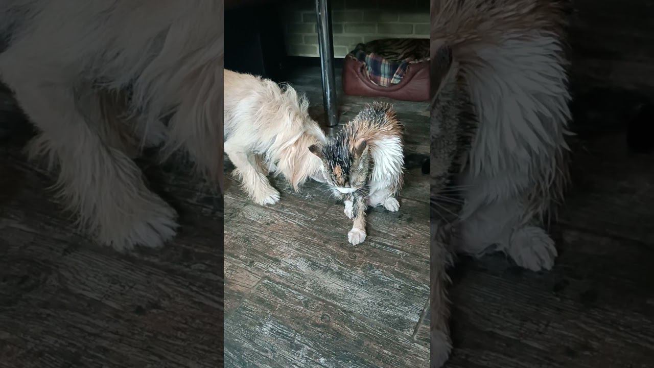 МОКРАЯ КОШКА, Первое купание Ксюшки смотреть онлайн