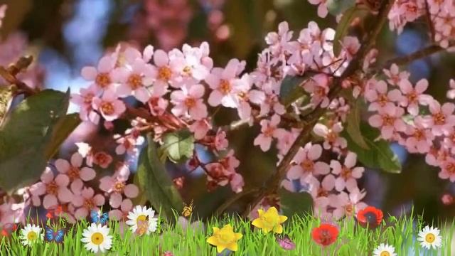 Черемуха обыкновенная ? Обзор: посадка и уход. саженцы черемухи : описание и особенности