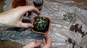 Правильная пересадка кактусов/Correct transplantation of cacti
