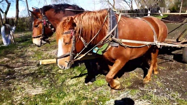 ЛОШАДИ В РАБОТЕ/ВОЗИМ НАВОЗ/horses at work смотреть онлайн