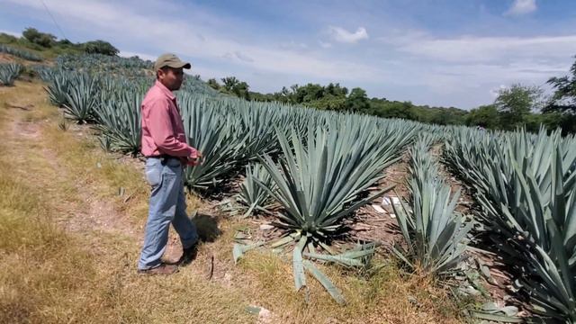algunas ventajas/desventajas de podar agave espadín смотреть онлайн