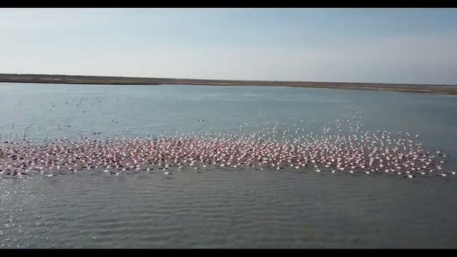 Стаю розовых фламинго засняли на озере Караколь смотреть онлайн