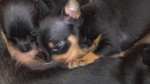 как щенки едят молоко у матери