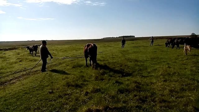 Первый день выпаса коров на пастбище смотреть онлайн