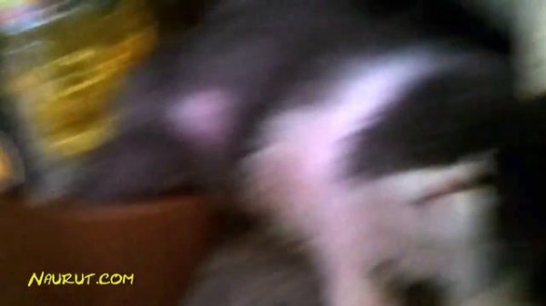 FUNNY ANIMALS ★ World's ANGRIEST CATS (HD) [Funny Pets]