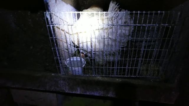 Курица наседка садится на яйца. Что делаем дальше?! смотреть онлайн